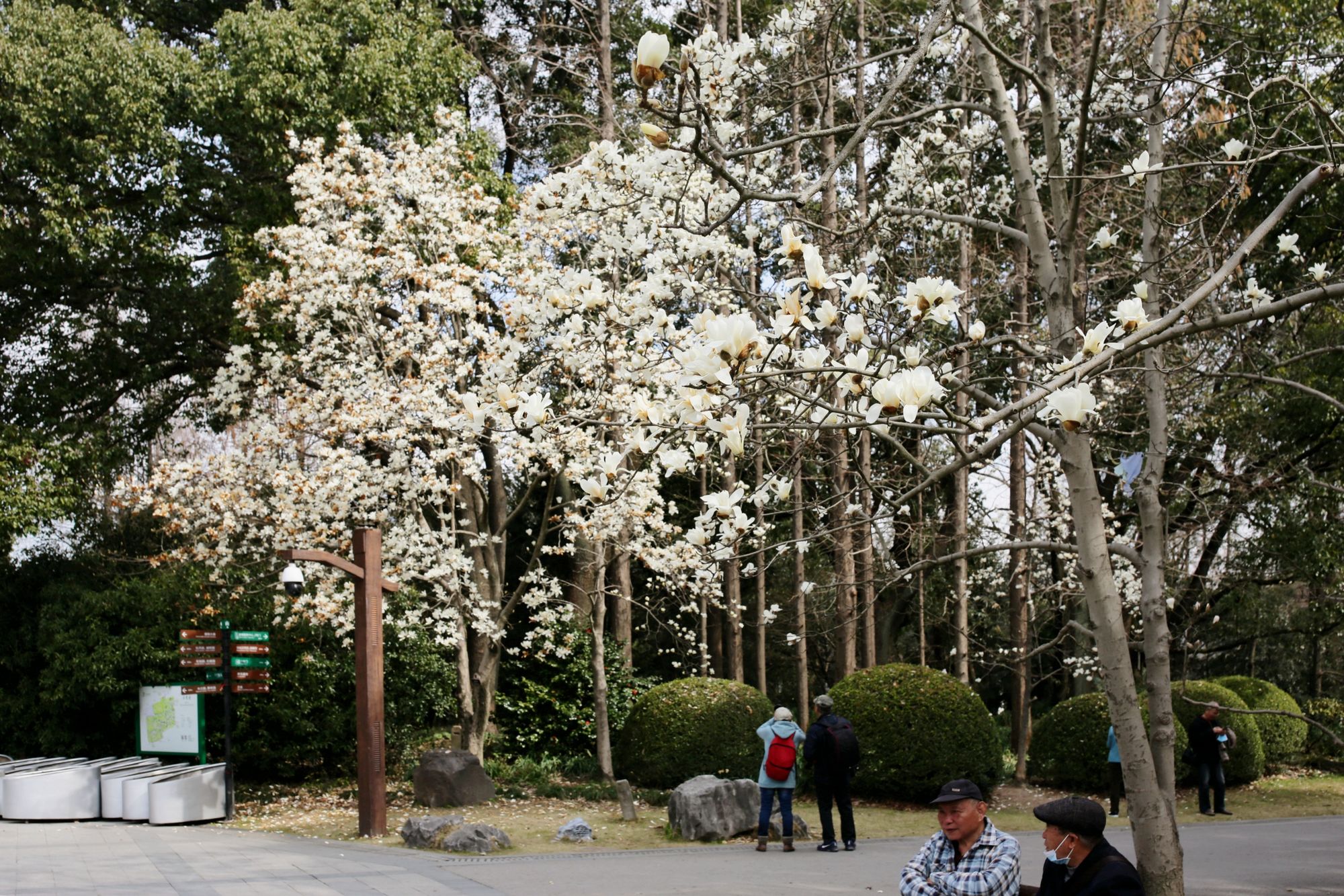 西安花卉市场_西安市花卉批发市场_2021年西安花卉市场