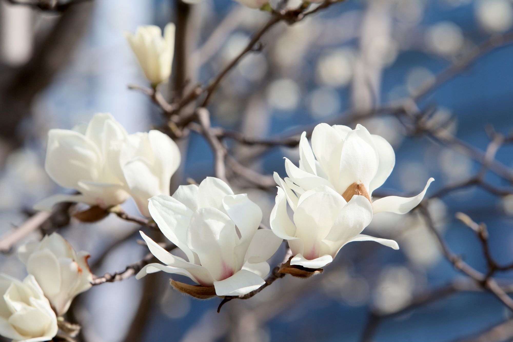 西安市花卉批发市场_西安花卉市场_2021年西安花卉市场