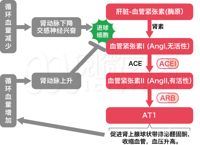 神经调节特点是指_神经调节的特点是_神经调节特点是什么意思