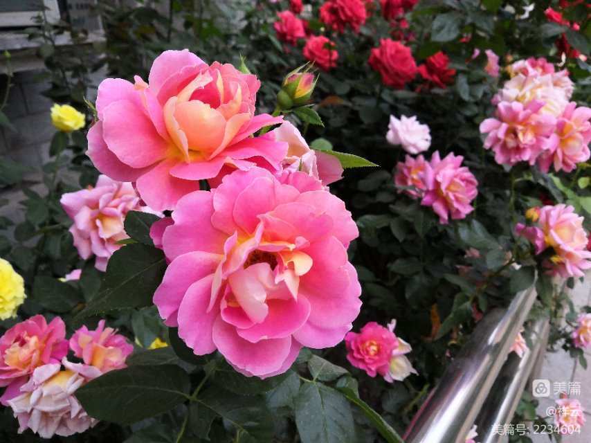 月季花的拟人句_月季花拟人句子_月季花拟人手法怎么写