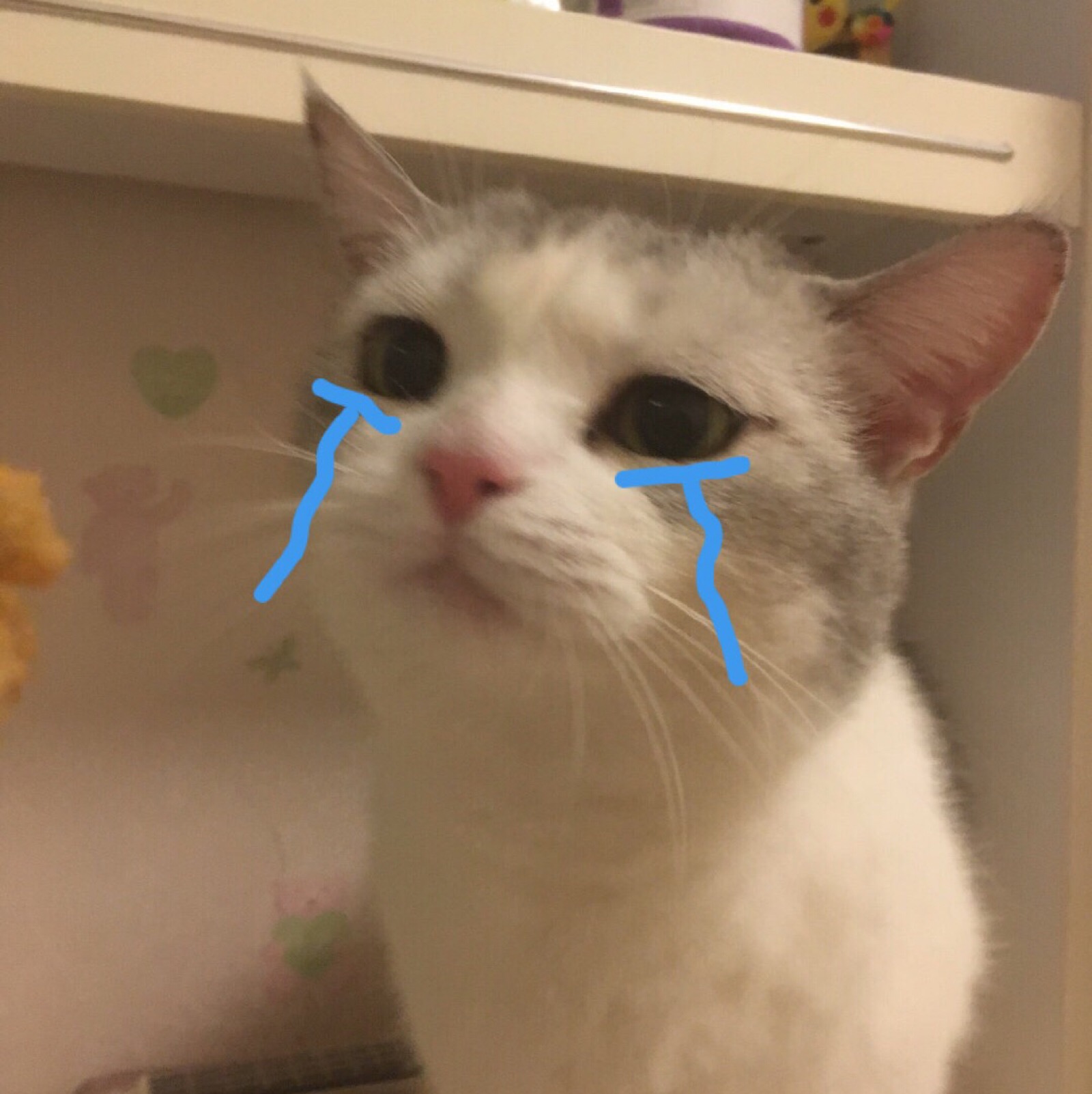 流泪猫猫头_流泪的拼音_那一次我流泪