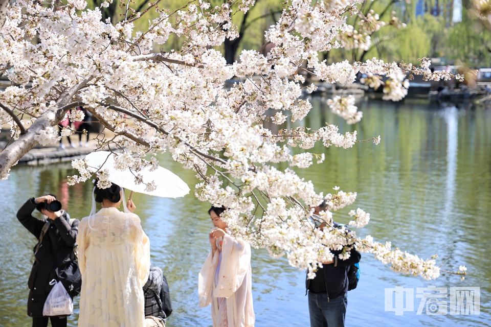 顾村公园樱花节门票_顾村樱花节门票价格_顾村樱花在几号门