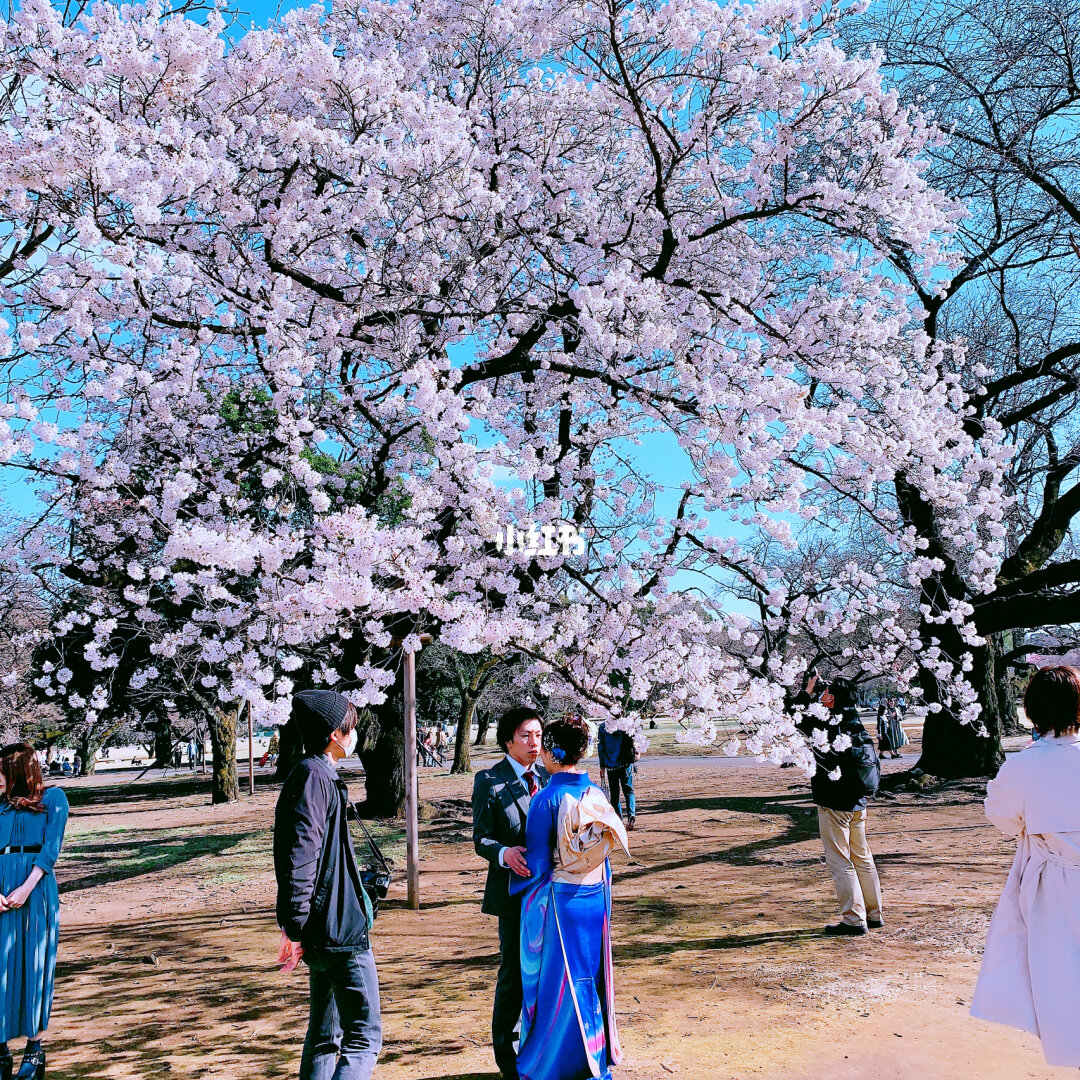 顾村樱花在几号门_顾村公园樱花节门票_顾村樱花节门票价格