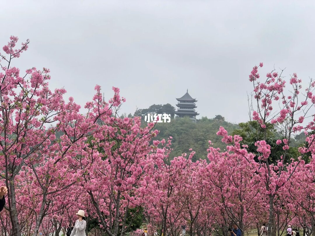 顾村樱花在几号门_顾村公园樱花节门票_顾村樱花节门票价格