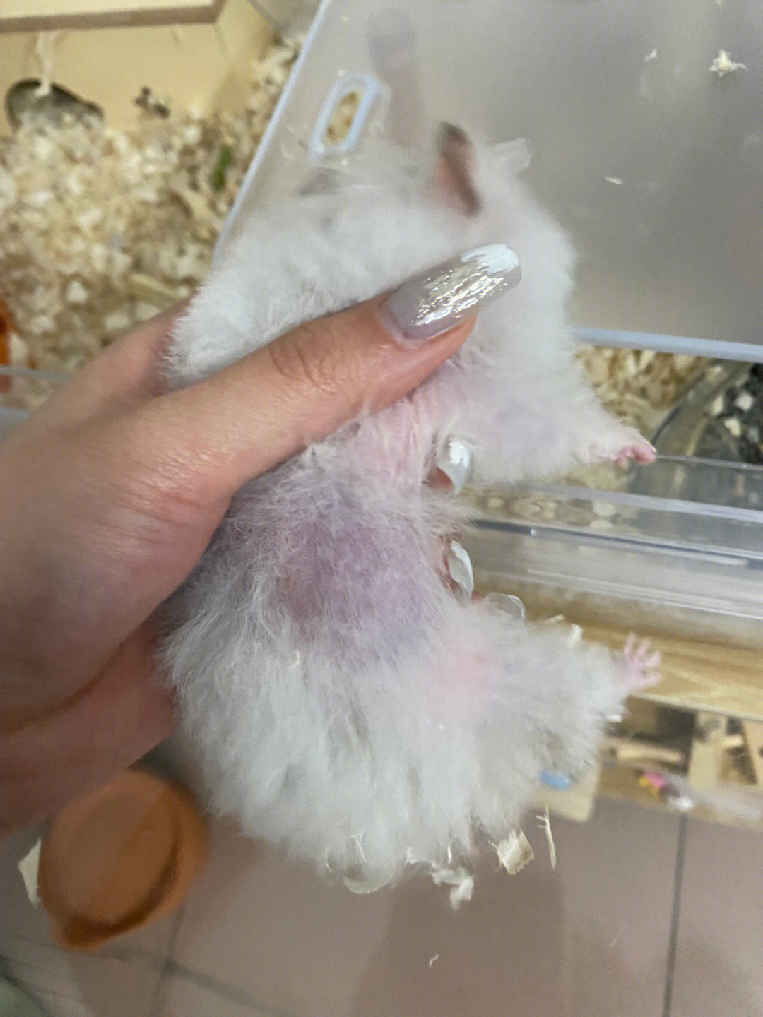 宠物美容工具_常用宠物美容工具_美容宠物工具品牌