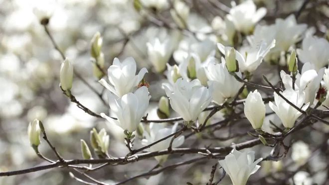 雕塑公园玉兰花节_北京国际雕塑公园玉兰花苑_国际雕塑公园玉兰花