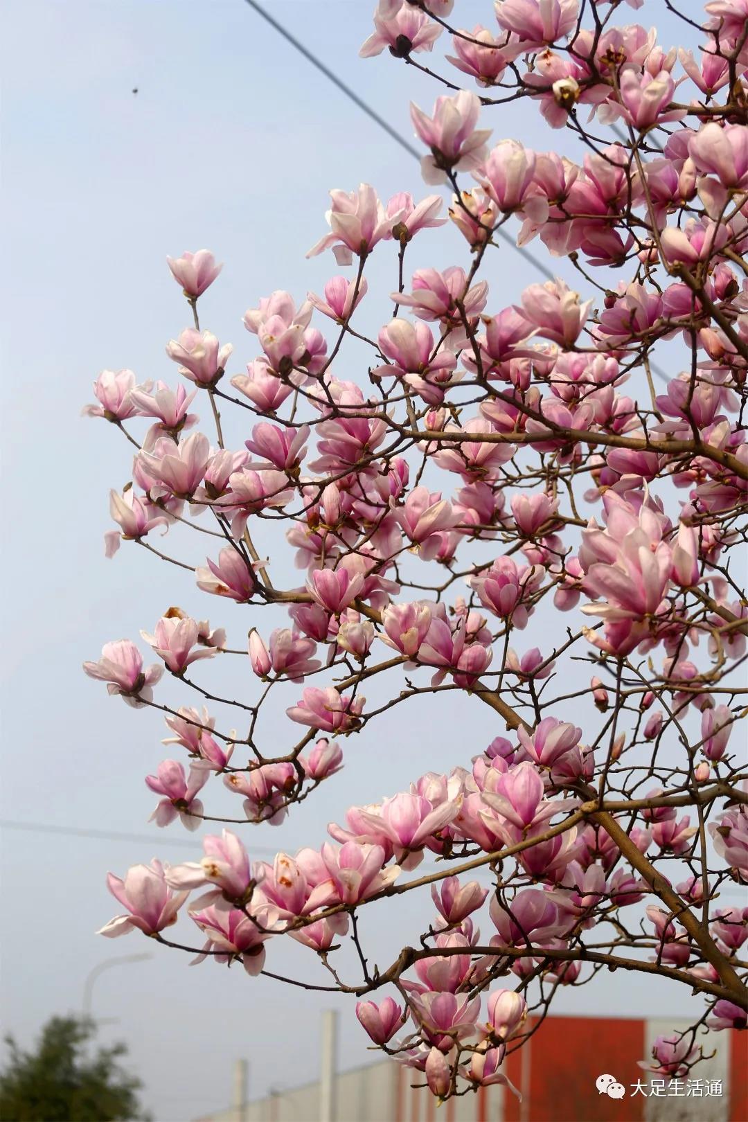 国际雕塑公园玉兰花_雕塑公园玉兰花节_北京国际雕塑公园玉兰花苑