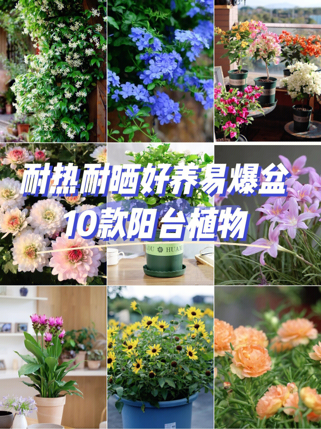 朋友圈晒花草的说说_朋友圈晒花草的心情句子_花草晒圈说说朋友圈怎么发