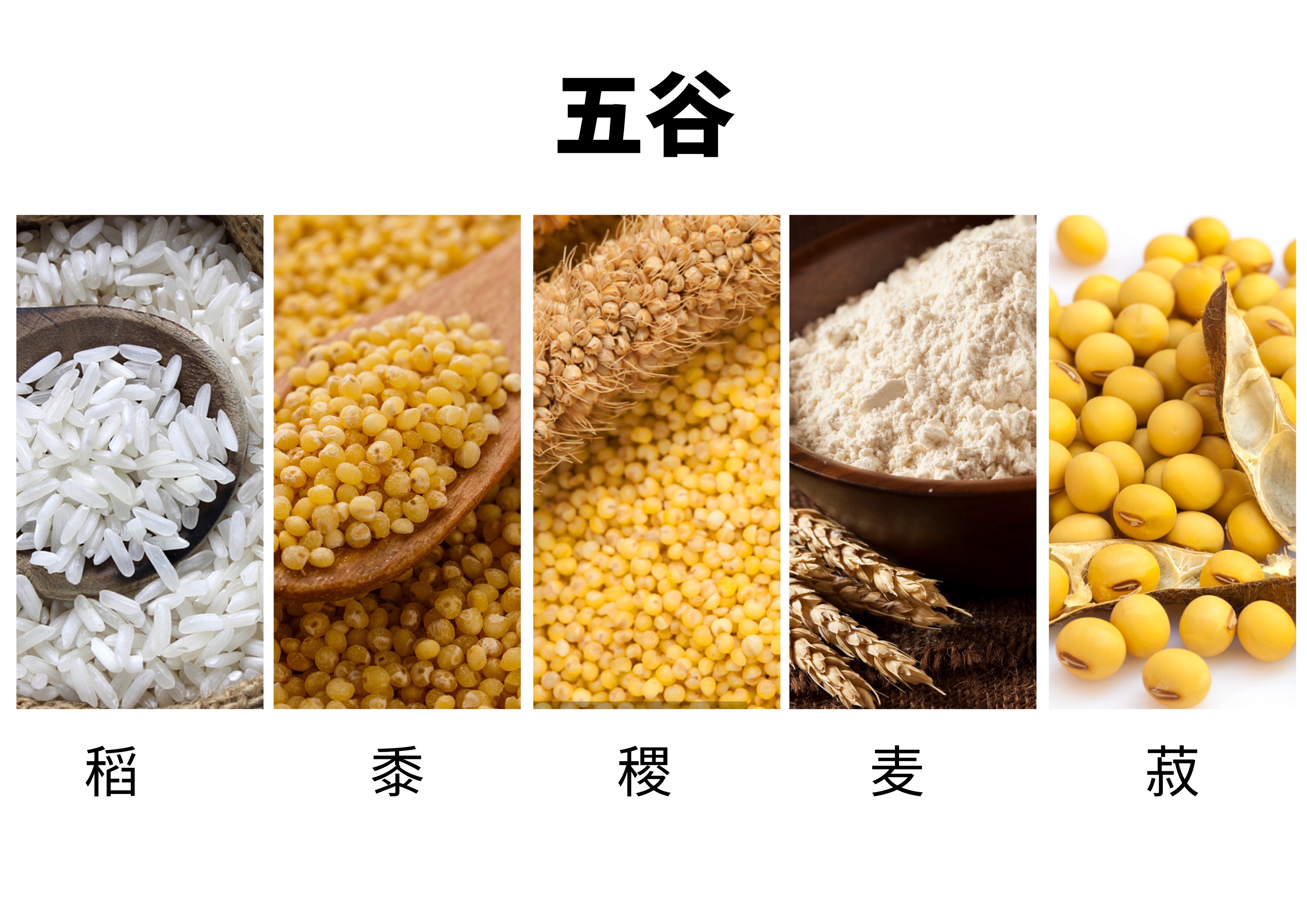 五谷稻麦黍菽稷的读音_五谷稻麦黍菽稷读音音节_五谷稻麦黍菽稷怎么读视频