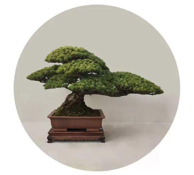 盆景艺术流派分别是_盆景艺术五大流派_盆景艺术流派有哪些