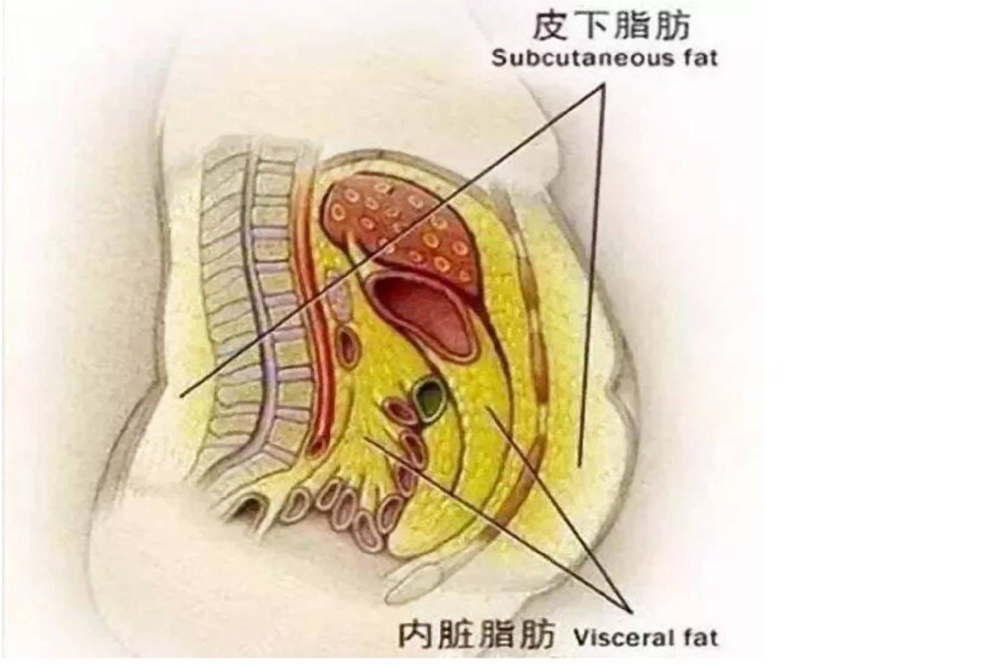 健康饮食菜谱_健康饮食菜谱手抄报_饮食菜谱健康图片