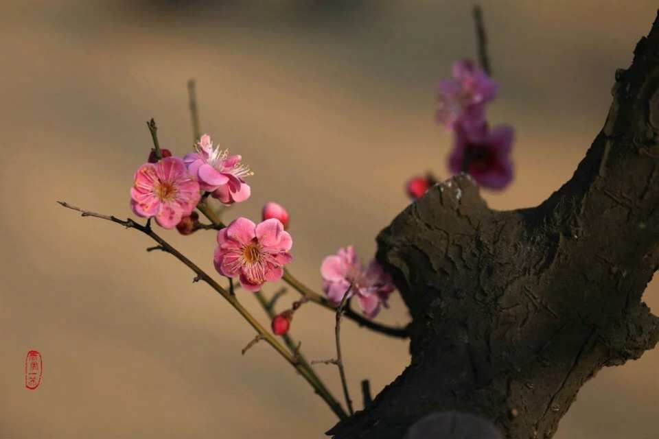 春风细雨落花杨柳_春风花落知多少_细雨春风花落时