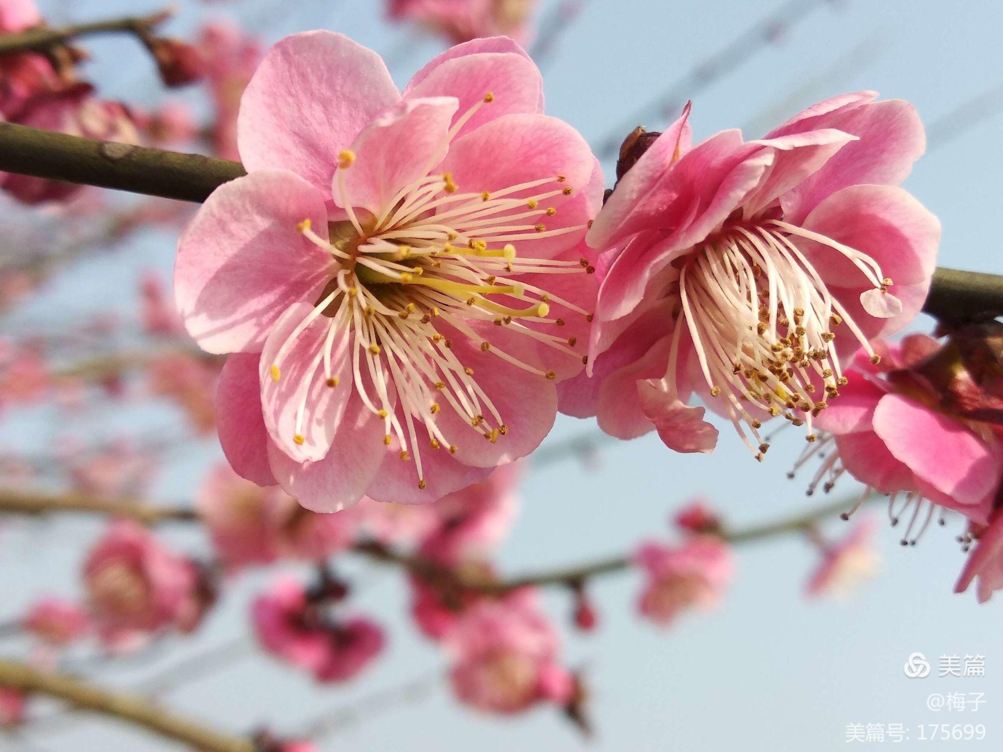 春风细雨落花杨柳_细雨春风花落时_春风花落知多少