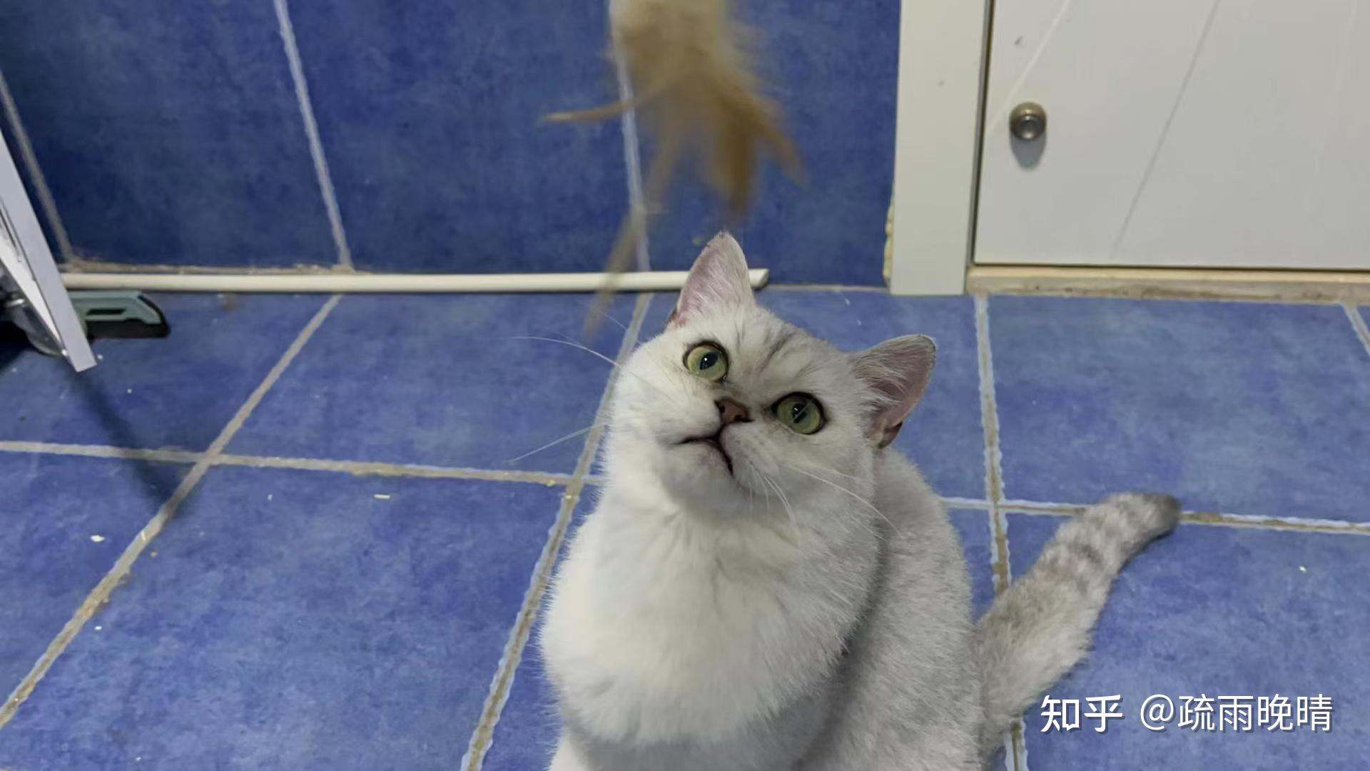 宠物猫品种价格排名图片大全_宠物猫品种价格排行_宠物猫的品种及价格