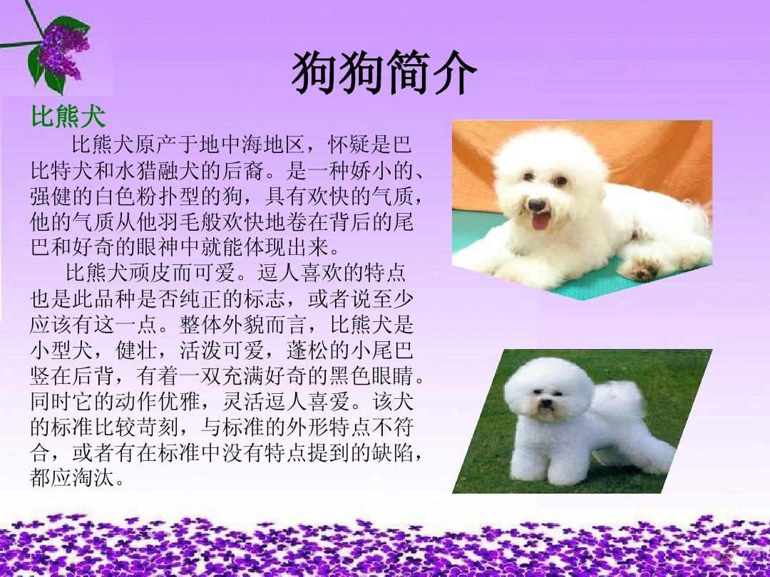 成都宠物美容_成都宠物美容师_成都宠物美容店