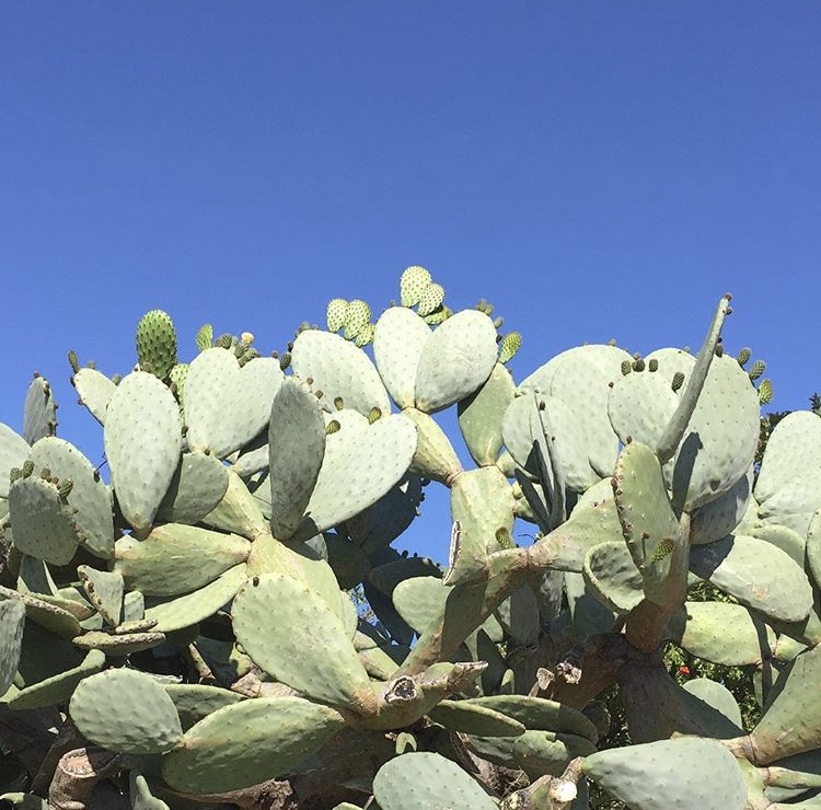 沙漠绿色植物_沙漠植物四季常绿_四季沙漠植物常绿还是落叶
