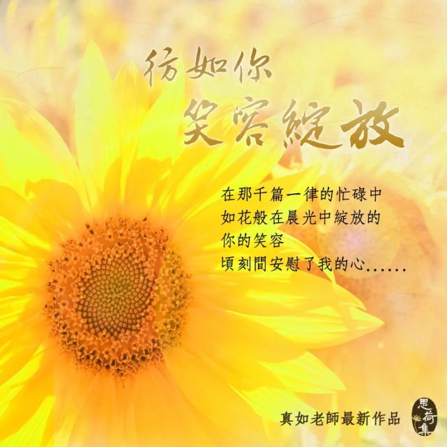 花开半夏结局是悲剧吗_花开半夏结局_花开半夏什么结局
