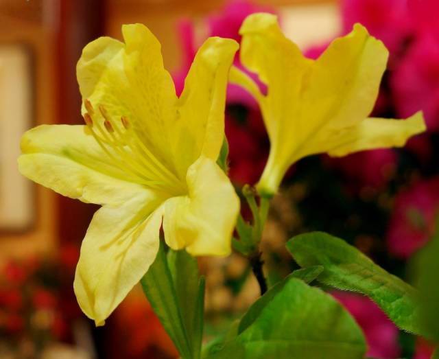 花开半夏结局是悲剧吗_花开半夏结局_花开半夏什么结局