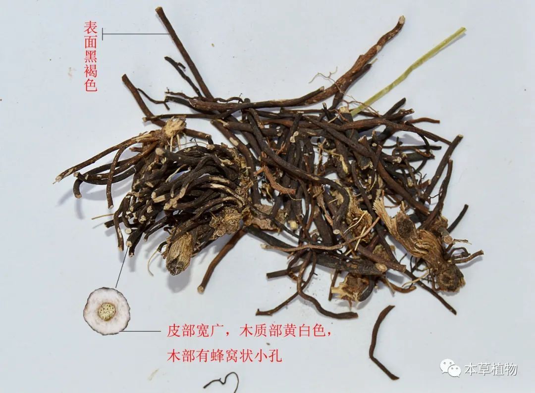 执业药师证书编号查询_执业编号证书药师查询网站_执业编号证书药师查询网