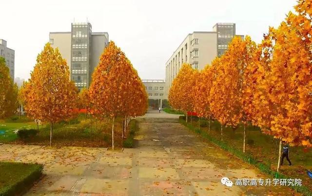 河南省单招学校排名_河南省单招院校排前十_河南省单招高校排名