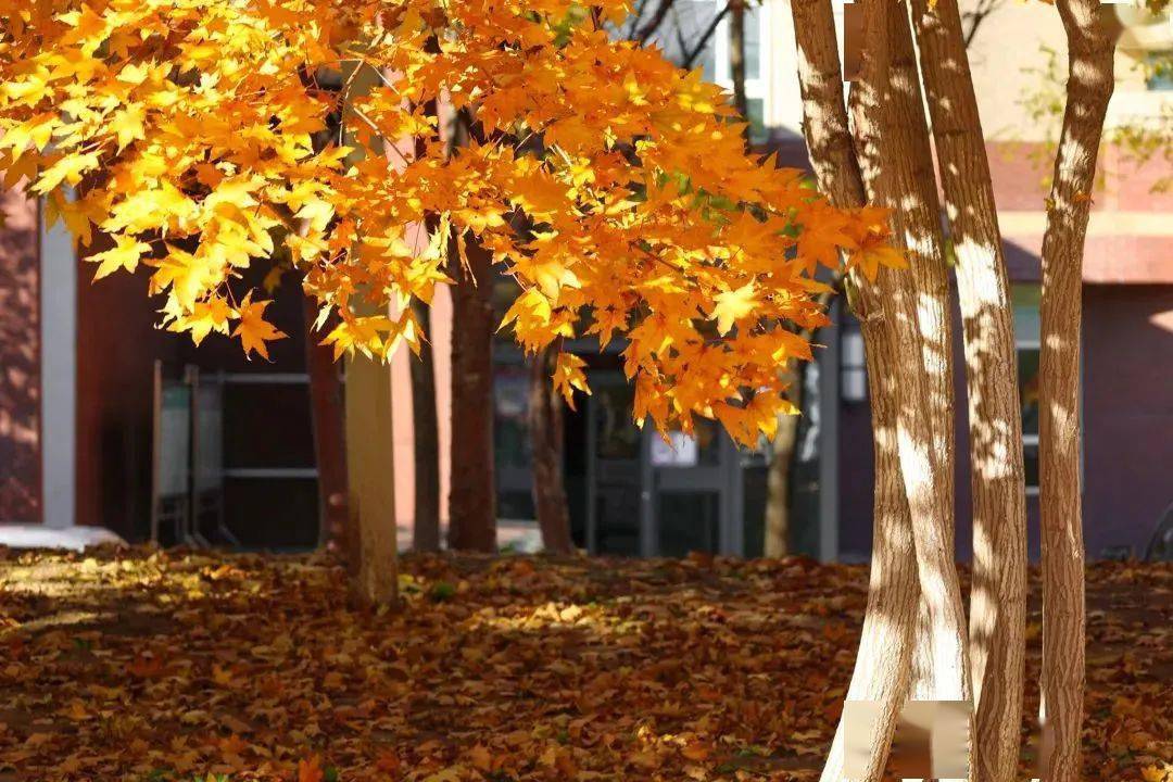 上海大学中药学_上海中医药大学_上海大学医药专业