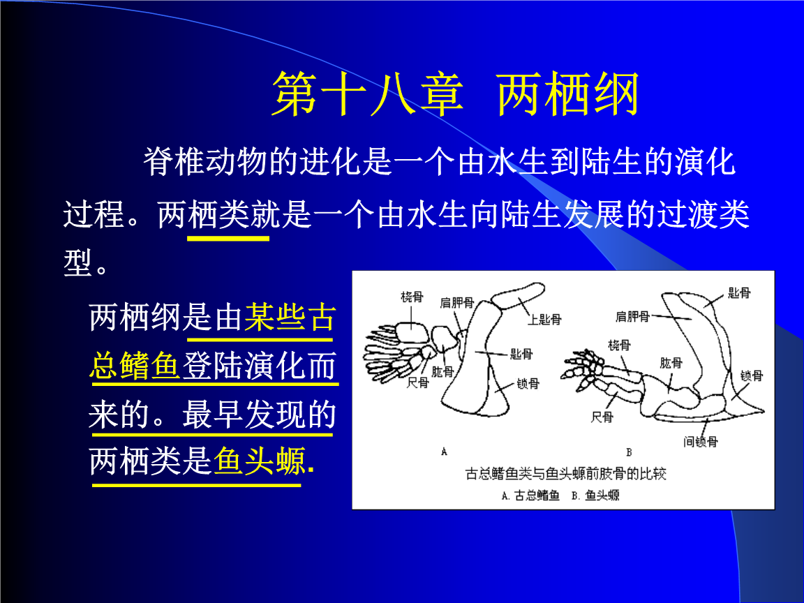 头足纲的主要特征_头足纲的足特化为_头足纲特点