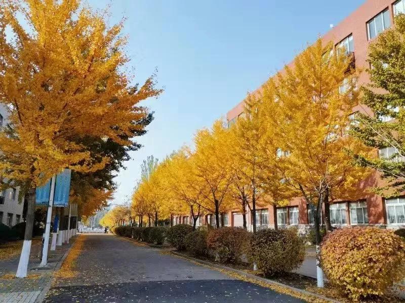 沈阳大专师范学校_沈阳师范大学专科_沈阳师范大学专科学校