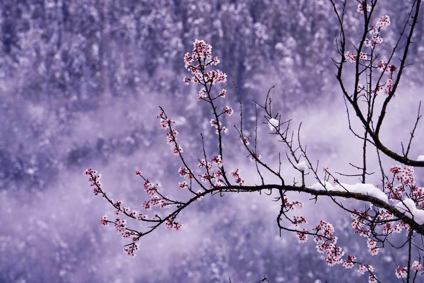 莲花倒扣的寓意_莲花该做倒插吗_倒插莲花该怎么做