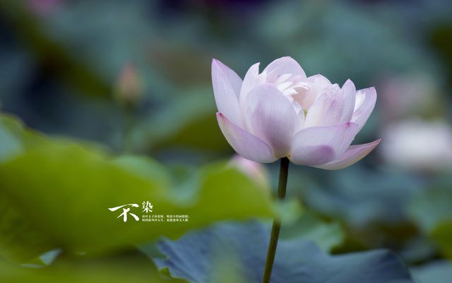 刘德华结婚进行曲_刘德华 结婚_刘德华结婚了吗