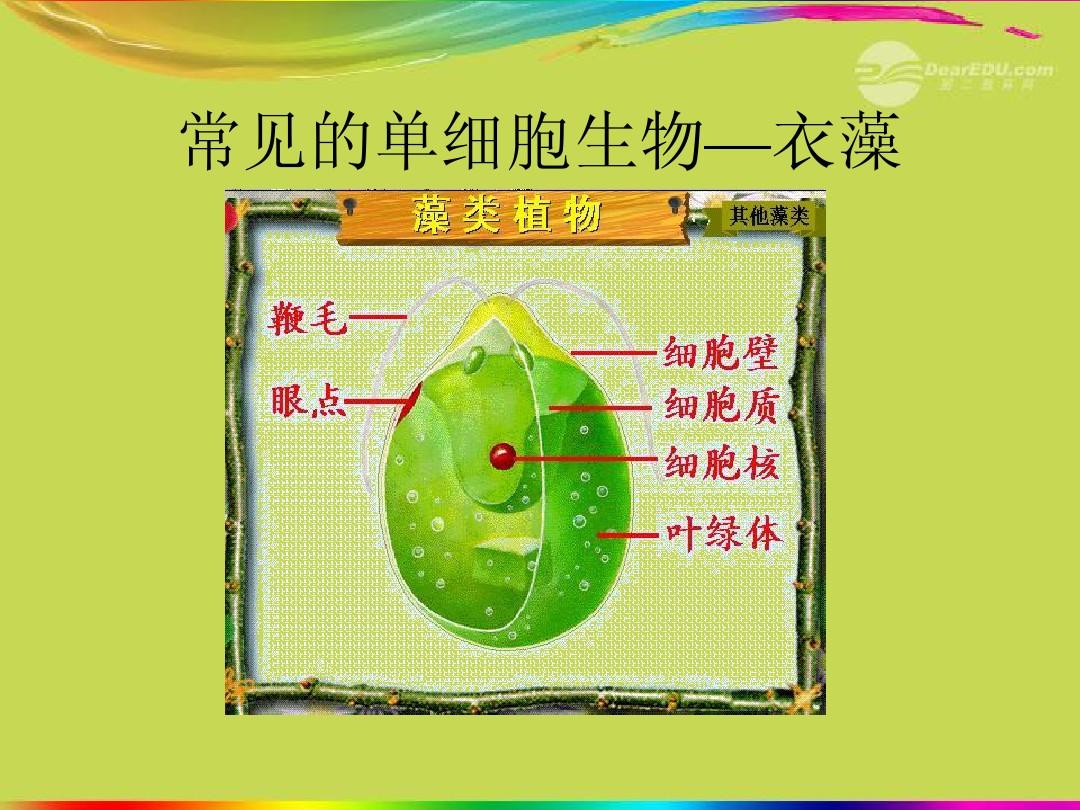 衣藻是真核生物吗_核生物是衣藻生物吗_衣藻属于原核生物