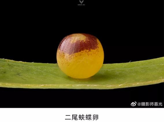 课本改名缺德与犯法_课本改名我是教白学的_课本WuYifan改名
