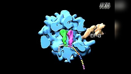 核糖体的作用_核糖体的作用位点有_简述核糖体的重要功能活性部位