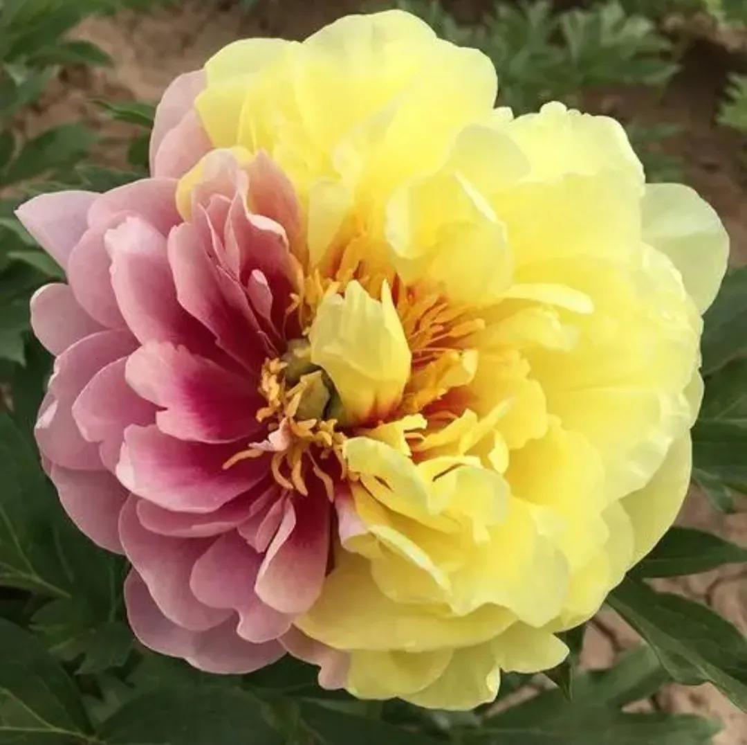 赞美牡丹花的经典诗句_牡丹诗句赞美经典花语_牡丹诗句赞美经典花的句子