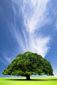 可卡英因从什么植物中提取答案_植物提取英文_在植物古柯树叶中提取