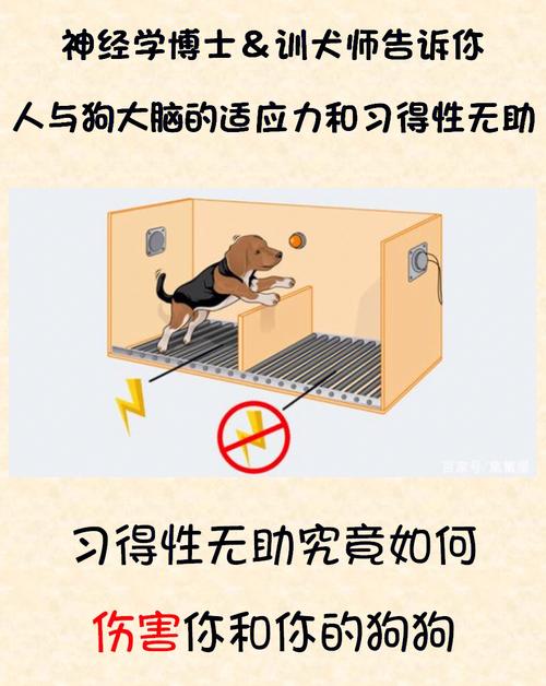 百科词典英语怎么说_百度百科发音_