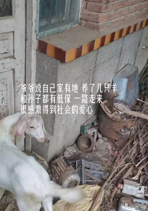 北京科技大学录取分数线_李大爷独自抚养孙子上大学_北京科技大学录取